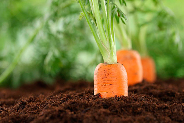 Посадка семян моркови: секреты успешной высадки и богатого урожая