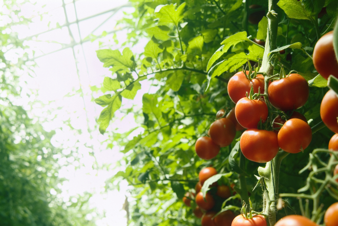 Який ґрунт потрібен для томатів у теплиці і як правильно стежити за ґрунтом, щоб не падала врожайність?