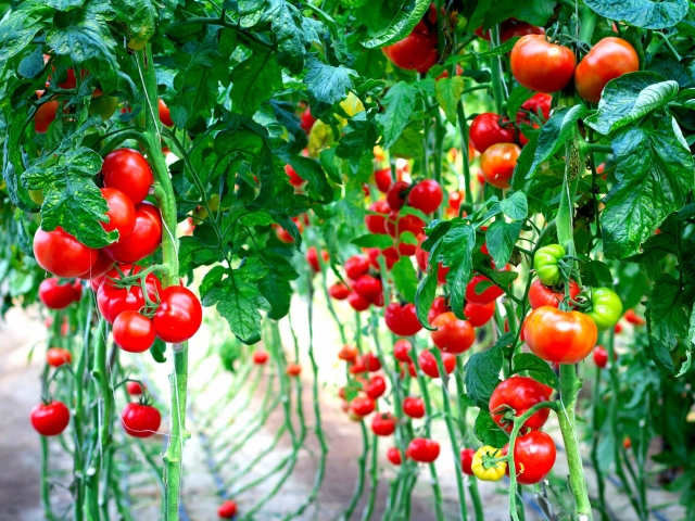 Як підв'язати високорослі томати при вирощуванні у відкритому ґрунті