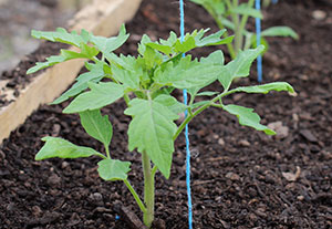 5 главных ошибок, негативно влияющих на рассаду томата