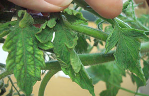 Почему не растет рассада томата: 7 наиболее частых причин