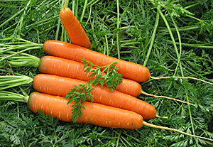 Кращі сорти моркви в Україні: п'ять найкращих гібридів