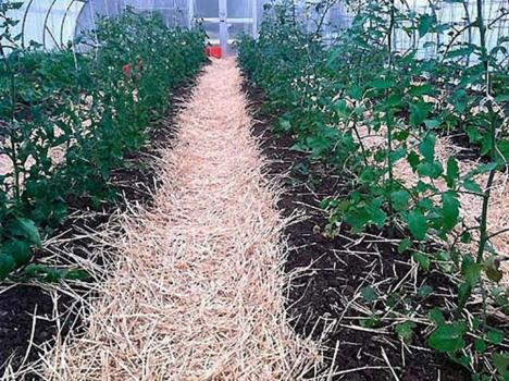 Чем мульчировать томаты в теплице, чтобы не навредить растениям