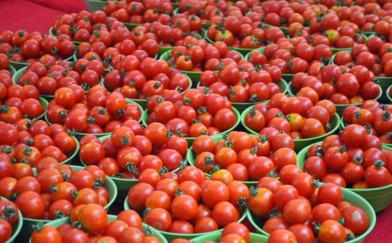 Три перевірених методи підвищити врожайність томатів у теплиці