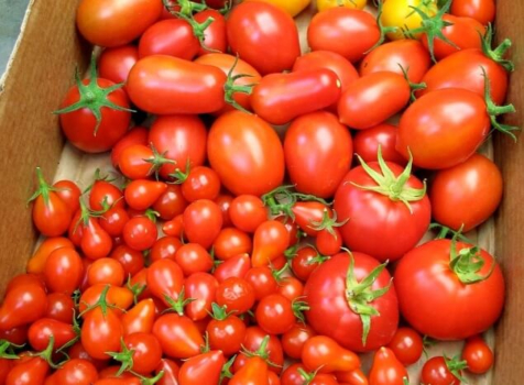 Выращивание помидоров: как избавиться от проблем и паразитов