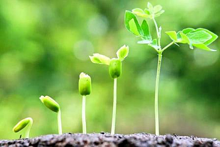 Что такое стимуляторы роста растений