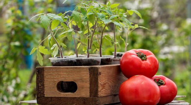Посадка помідор на розсаду: рекомендації і поради для здорової розсади
