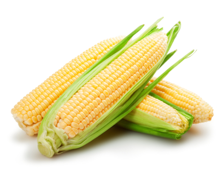 Кукурудза цукрова - технологія вирощування на крапельному зрошенні