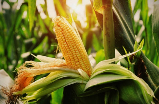 Особенности посадки кукурузы