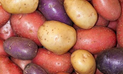 Зберігаємо картоплю правильно: кращі і перевірені поради
