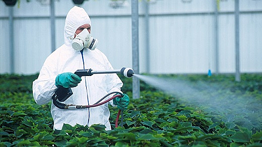 Чи можна спалити рослину інсектицидом: правила застосування речовин