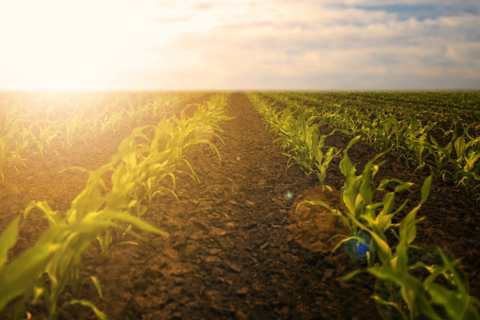 Органічне вирощування кукурудзи: 12 кращих порад