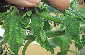 Чому не росте розсада томату: 7 найбільш частих причин