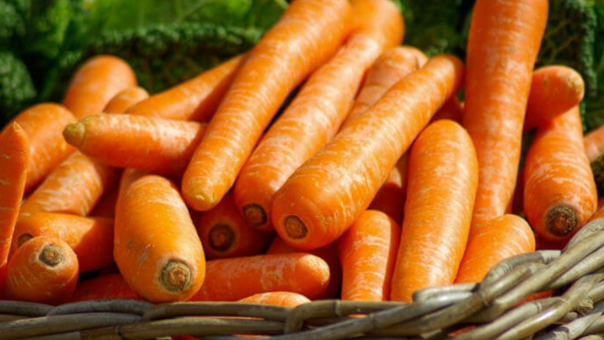Посадка насіння моркви: секрети успішної висадки і багатого врожаю
