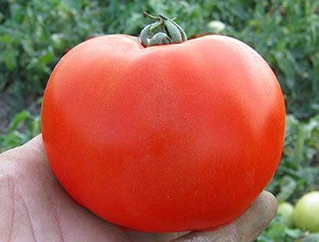 Кращі сорти томатів в Україні: ТОП 6 гібридів томатів для теплиць