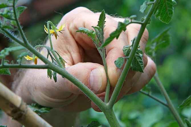 Як пасинкувати високорослі томати для правильного формування куща