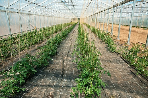 повышения урожайности томатов