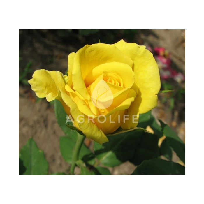 Саженцы роз чайно-гибридная Papillon (Папиллон)