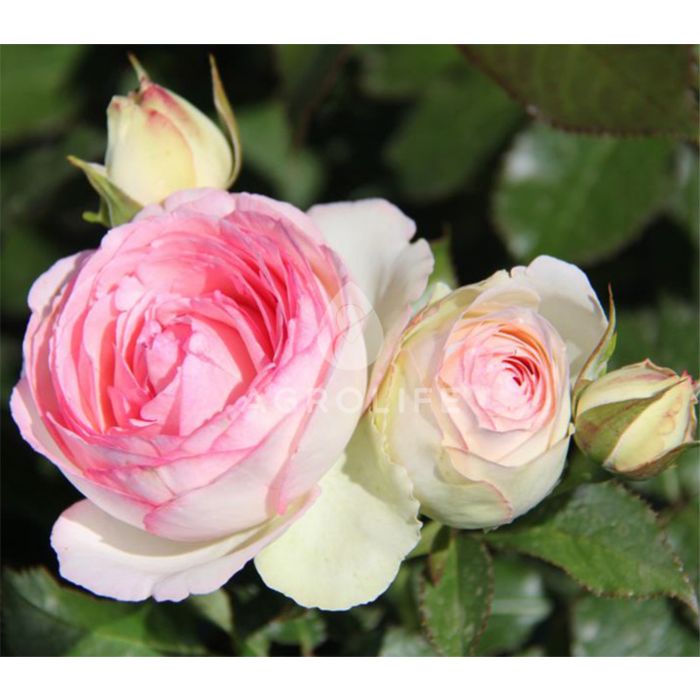 Саженцы роз плетиста Eden Rose (Еден Роуз)