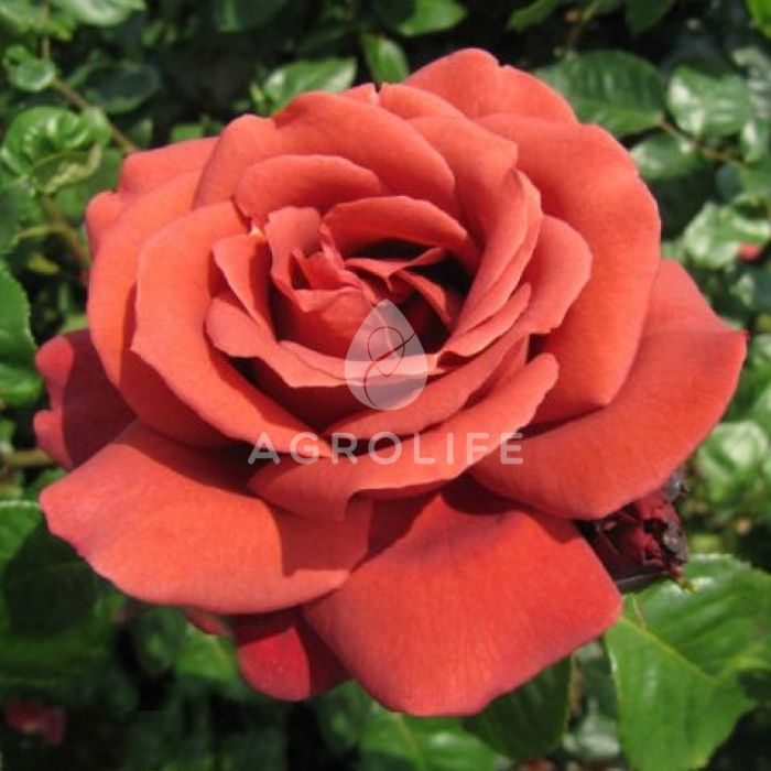 Саджанці троянди чайно-гібридна Terracotta (Терракотта)
