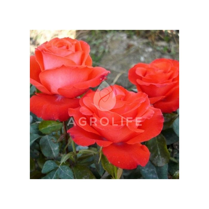 Роза чайно-гибридная Анжелика (Професійне насіння)