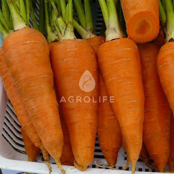 ЙОРК F1 / YORK F1 - Морковь, Spark Seeds