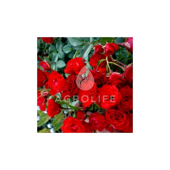 Роза почвопокрывная Скарлет Мейландэкор (Професійне насіння)