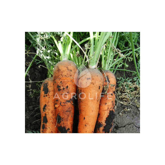ТЕМА F1 (2,0 мм) / TEMA F1 (2,0 мм) — морковь,  LibraSeeds