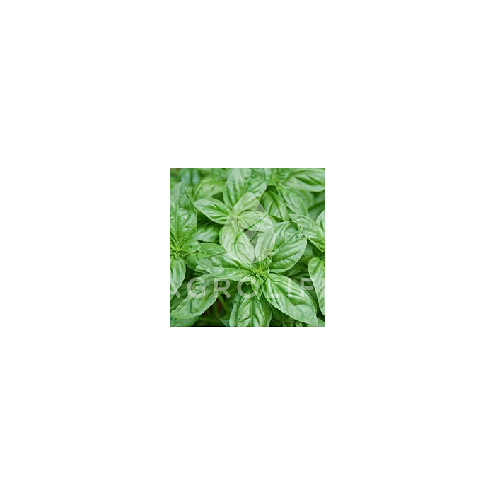 МИСТЕР БАРНС / MISTER BARNS – Базилик, Moravoseed