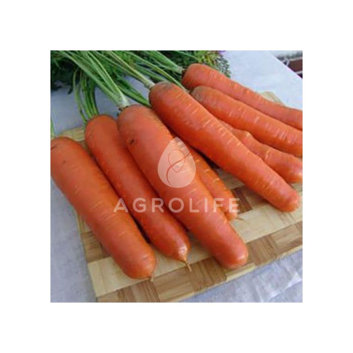 AGX 16-40 F1 — Морковь, Agri Saaten