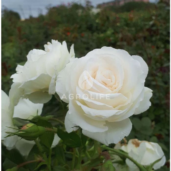 Саджанці троянди поліантова Schneewitchen (Шневітхен)