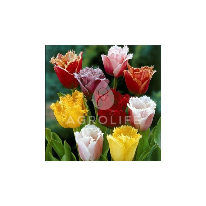 Тюльпан Бахромчатые Микс,  Florium