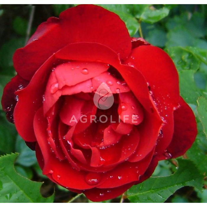 Саджанці троянди поліантова Lilli Marllene (Лілі Марлен)