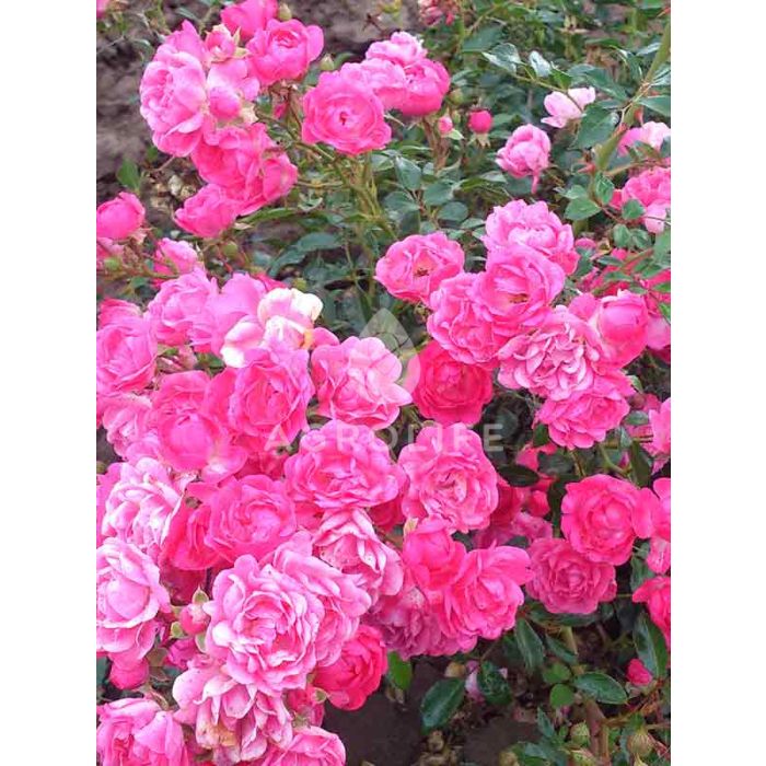 Саджанці троянди грунтопокривна Pink Fairy (Пінк Фейрі)