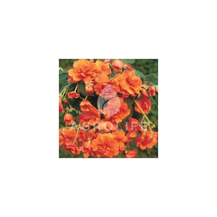 Бегония клубневая Cascade Orange, 1 луковица, Florium