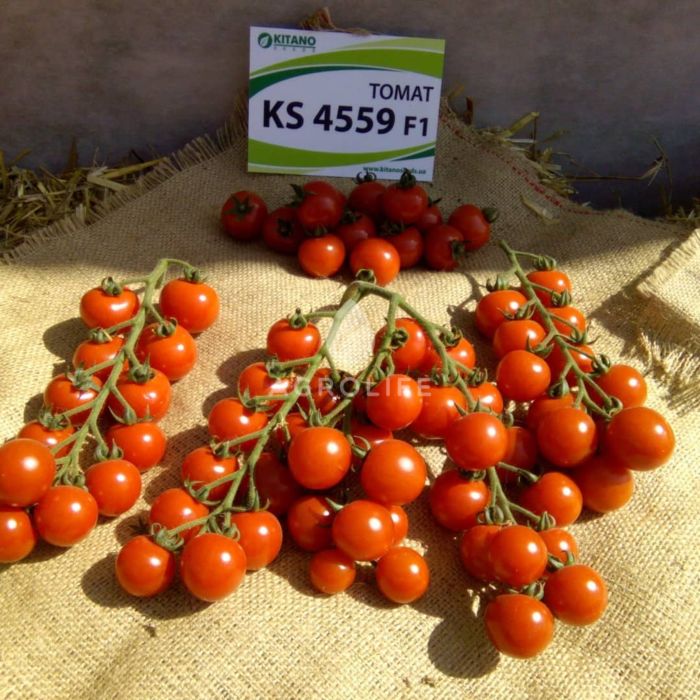 КС 4559 F1 / KS 4559 F1 - Томат Индетерминантный, Kitano Seeds