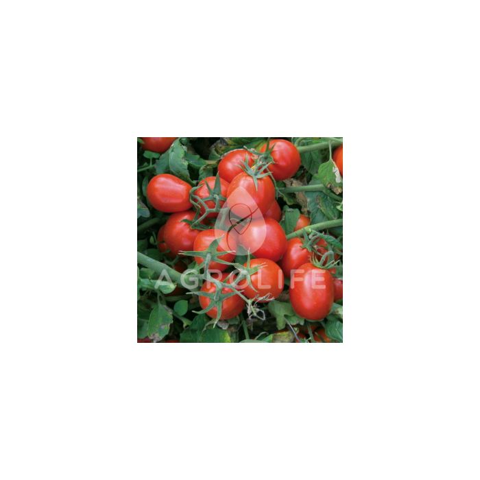 9661 F1  – Томат Детерминантный, Lark Seeds (Heinz Seeds
