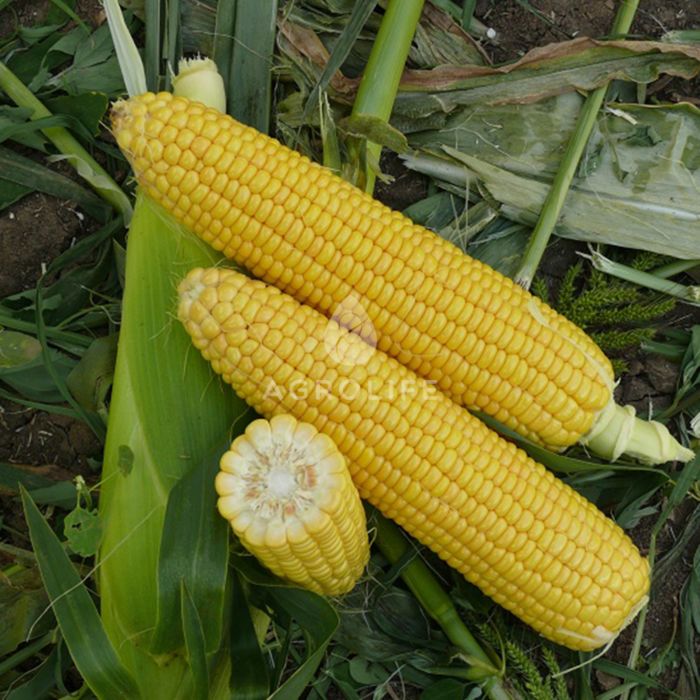 УОКЕР F1 / WOKER F1 — Кукуруза, Lark Seeds