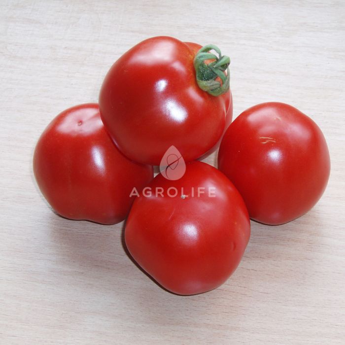 ШАСТА F1 / SHASTA F1 — Томат Детермінантний, Spark Seeds