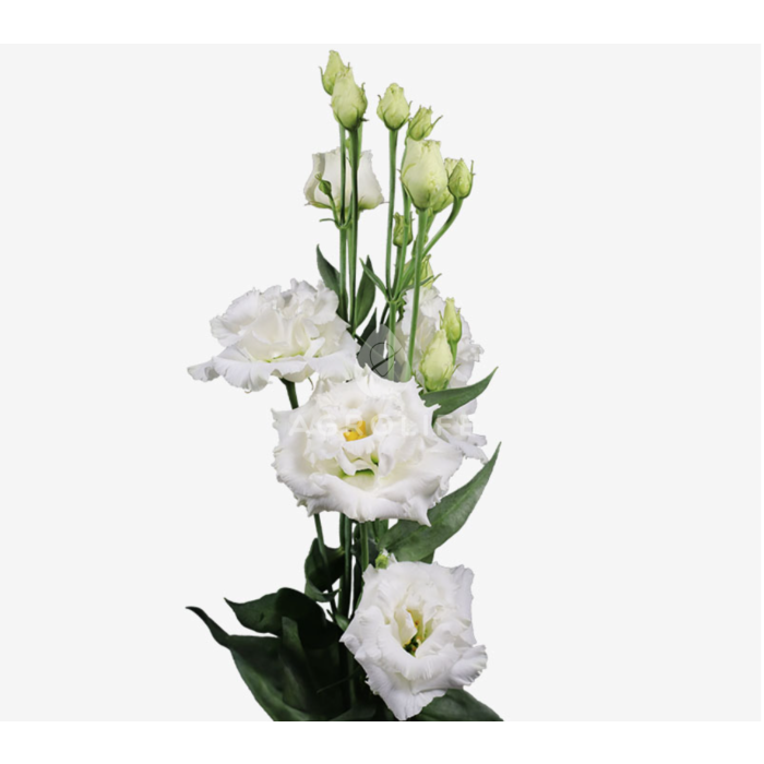 Троянда (Еустома) Alissa 1 Pure White F1, Sakata
