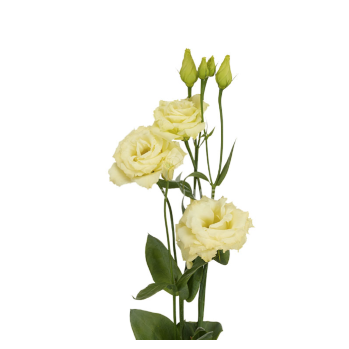 Троянда (Еустома) Aube 3 Yellow F1, Sakata