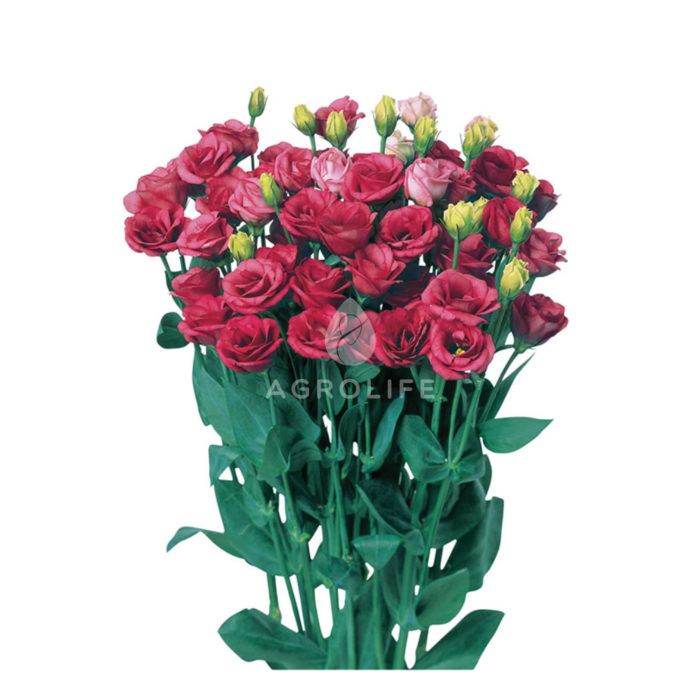 Троянда (Еустома) Doublini 1 Rose F1, Sakata