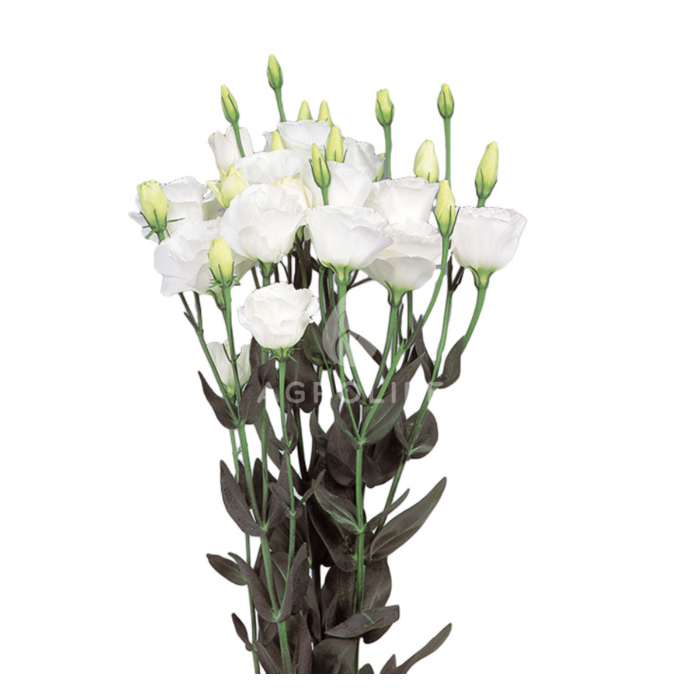 Троянда (Еустома) Excalibur Grandiflorum 2 Pure White F1, Sakata