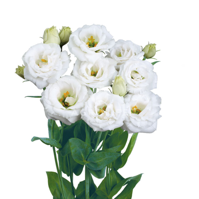 Роза (Эустома) Rosita® 3 Pure White F1, Sakata