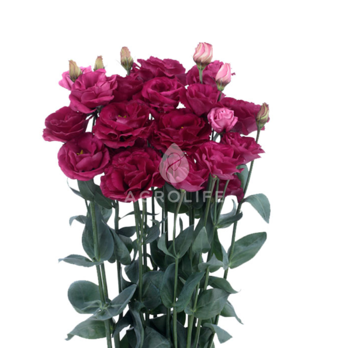 Троянда (Еустома) Rosita® 3 Red F1, Sakata