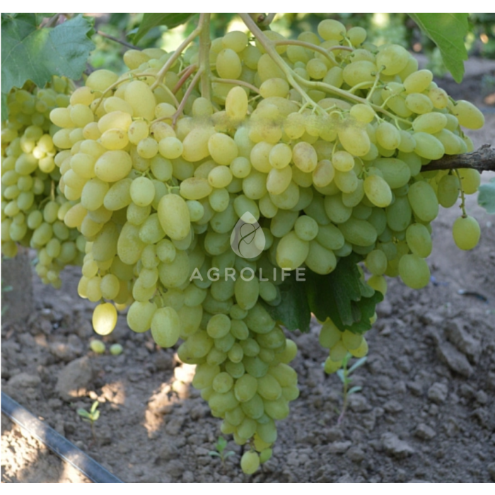 Саженцы винограда Гелиодор