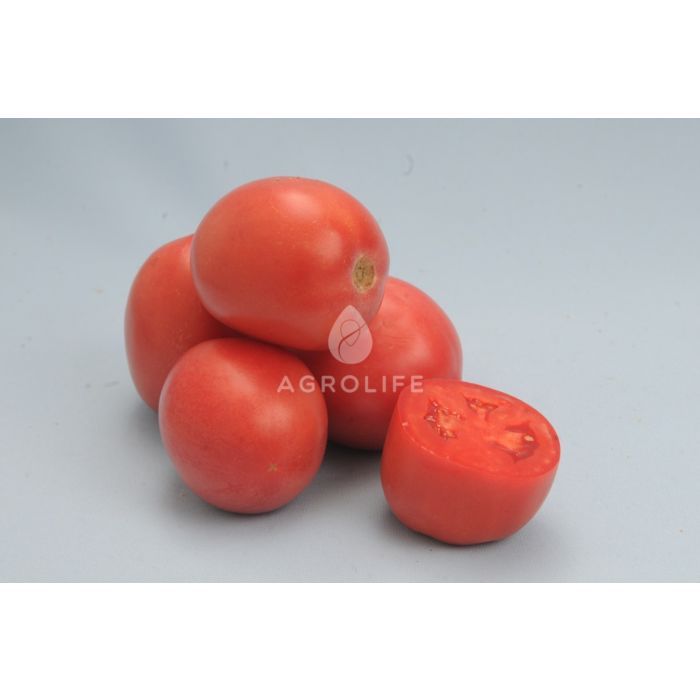 КАМЕЛОТ F1 / KAMELOT F1 – Детерминантный томат, Lucky Seed