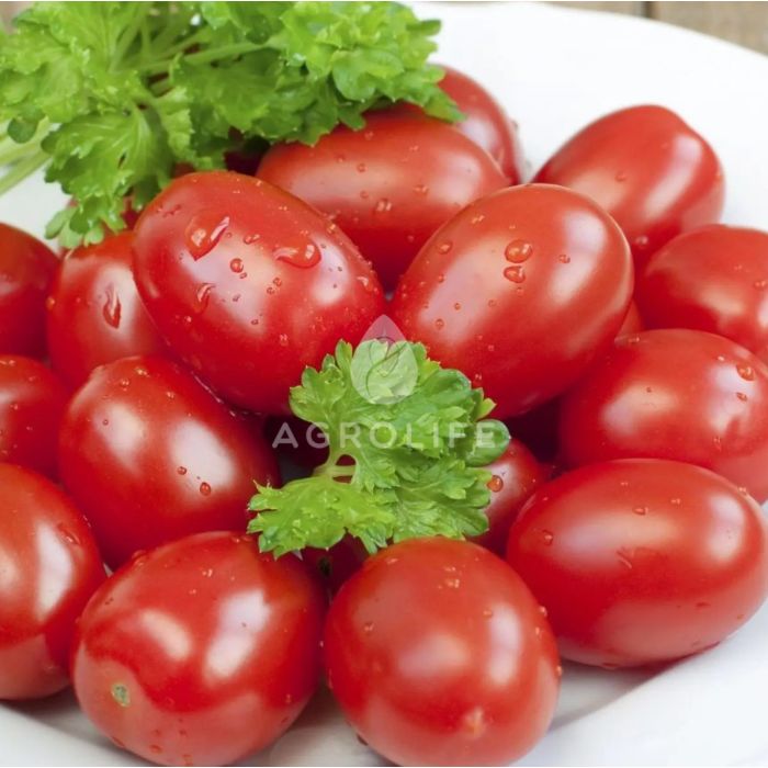КСІКО F1 / XICO F1 - томат сливка, NongWoo Bio (Професійне насіння)