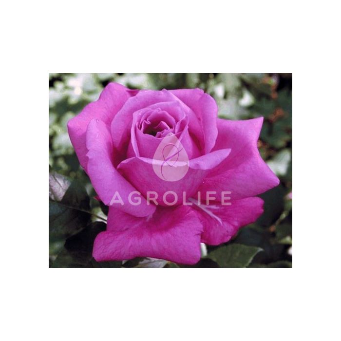 Саджанці троянди плетиста Climbing Violette Parfume (Плетиста Віолет Парфум)