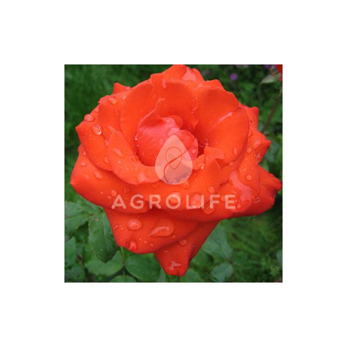 Саженці троянди чайно-гібридна Angelique (Анжеліка)